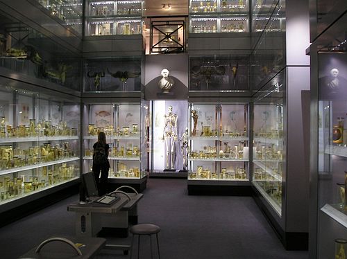 Musée Hunterian